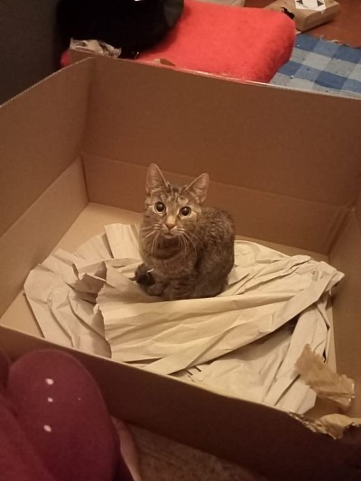 Cat
