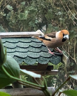 Vogelhaus...