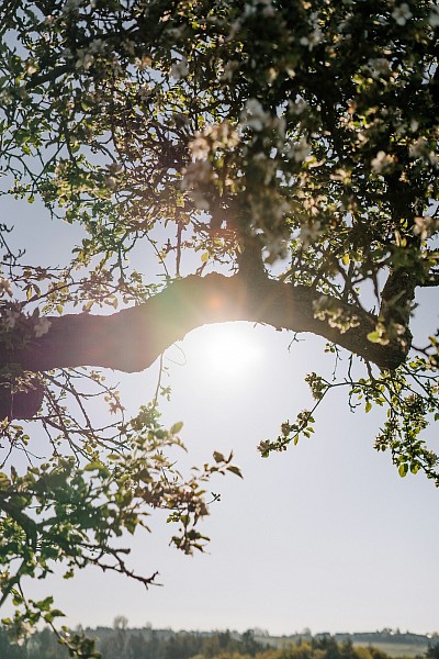 Spring